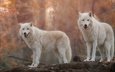 predators, wölfe, white wolf