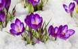 цветы, снег, весна, крокусы