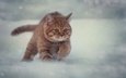 снег, зима, кот, мордочка, усы, кошка, взгляд, бег