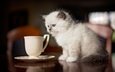 кот, кошка, котенок, стол, блюдце, чашка, сиамский, голубоглазый, рэгдолл