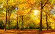 деревья, природа, листья, парк, осень, солнечные лучи