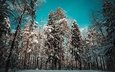 деревья, снег, природа, дерево, лес, зима, пейзаж, сосны, сугробы, сугроб, . зима