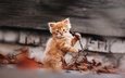 природа, кот, кошка, осень, котенок, рыжик, рыжий котенок, gctgv, afinogenova tatyana