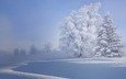 деревья, снег, природа, зима, иней, деравья