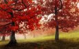 деревья, природа, лес, парк, туман, осень