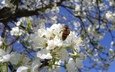 цветение, пчела, слива, апрель