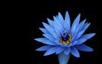 цветок, лепестки, голубой, черный фон, кувшинка, водяная лилия