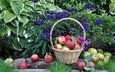 цветы, растения, листья, фрукты, яблоки, корзина, плоды