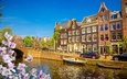 цветы, река, цветение, мост, канал, дома, весна, машины, здания, амстердам