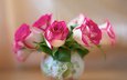 цветы, розы, лепестки, размытость, розовые, вазочка