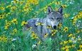 цветы, трава, волк