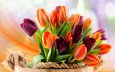 цветы, бутоны, весна, букет, тюльпаны, боке, ведро