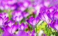 цветы, весна, фиолетовые, крокусы