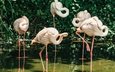 фламинго, птицы, розовые, перья