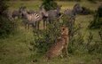 кусты, африка, охота, гепард, дикая кошка, наблюдение, кения, зебры