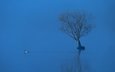 озеро, дерево, отражение, туман, птица, утка