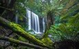 природа, водопад, тропики, каскад, тасмания, russell falls, mount field national park