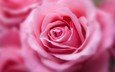 цветок, роза, лепестки, бутон, розовые, крупным планом