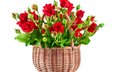цветы, бутоны, розы, лепестки, красные, букет, белый фон
