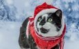 снег, новый год, мордочка, усы, кошка, взгляд, костюм, зеленые глаза, рождество