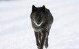морда, снег, зима, взгляд, хищник, животное, канада, волк