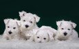 щенки, собаки, терьер, вест-хайленд-уайт-терьер, white terriers