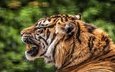 тигр, мордочка, хищник, профиль, зубы, пасть