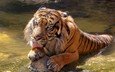 тигр, морда, камни, лапы, лежит, хищник, большая кошка, язык