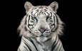 тигр, черный фон, белый тигр, бенгальский, голубоглазый
