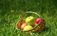 трава, природа, лето, фрукты, яблоки, корзина, корзинка, корзинка с яблоками
