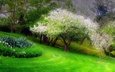 трава, деревья, цветение, парк, весна, клумба