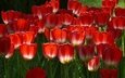 цветы, лепестки, весна, тюльпаны, стебли, красные тюльпаны