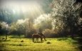 трава, деревья, природа, весна, лошади, кони, солнечный свет