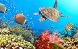 вода, рыбки, черепаха, рыбы, океан, кораллы, тропики, подводный мир