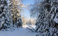 деревья, снег, природа, лес, зима, россия, урал