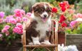 цветы, собака, стул, щенок, сидя, герань, австралийская овчарка, аусси