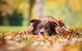 листья, мордочка, взгляд, осень, собака, новошотландский ретривер