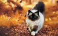 листья, кот, мордочка, кошка, взгляд, осень, лапки, бирманская кошка, бирма