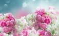цветы, бутоны, лепестки, розовые, белые, лютики