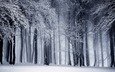 деревья, снег, природа, лес, зима, стволы, чёрно-белое