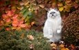 листья, поза, кот, кошка, осень, котенок, сиамский, лапка, голубоглазый, рэгдолл