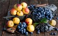 виноград, фрукты, абрикос, ягоды, натюрморт, сливы, нектарин