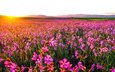 цветы, природа, утро, поле, горизонт, рассвет