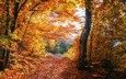 деревья, природа, лес, листва, осень