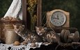 кошки, котята, натюрморт, бенгальская кошка
