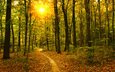 деревья, природа, лес, стволы, осень, тропинка, солнечный свет