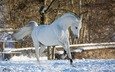 лошадь, снег, зима, конь, бег, грация, (с) oliverseitz