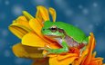 макро, цветок, лягушка, жаба