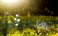 трава, макро, блики, мыльные пузыри, солнечный свет
