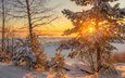 деревья, солнце, природа, зима, утро